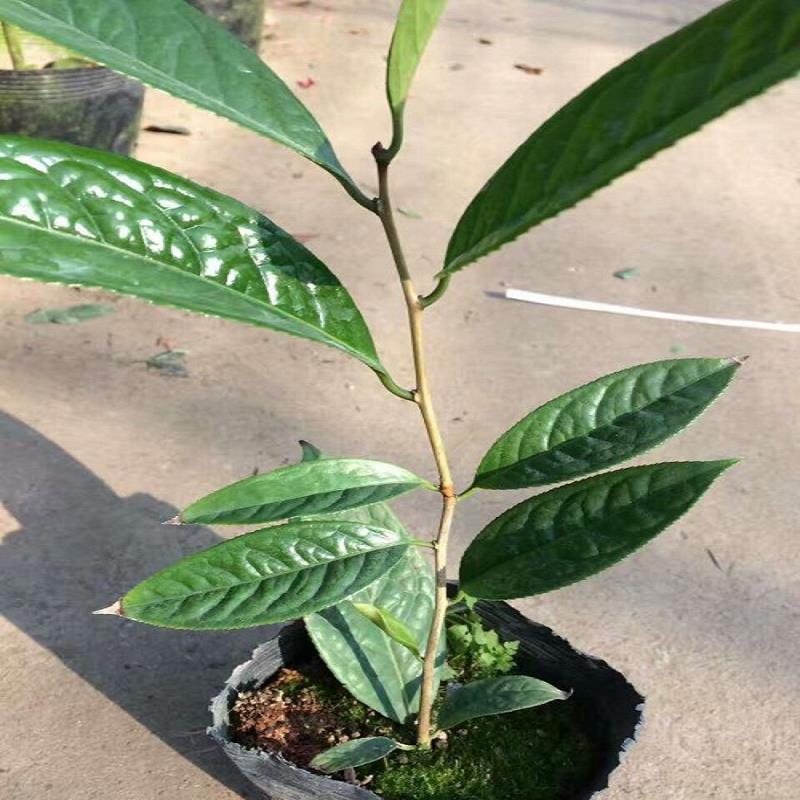 江西金花茶苗木批发-供应金花茶盆景-防城  供应金花茶食用观  防城金花茶苗木  金花茶苗木采购