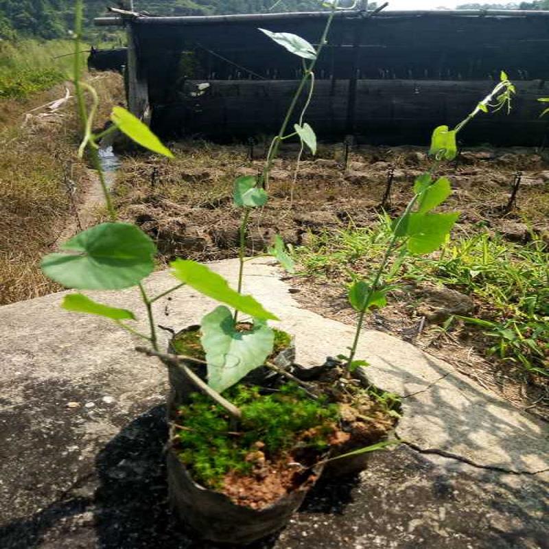 锦屏藤采购-锦屏藤供应商-一帘幽梦锦屏藤  一帘幽梦锦屏藤苗  隔热遮阴锦屏藤造