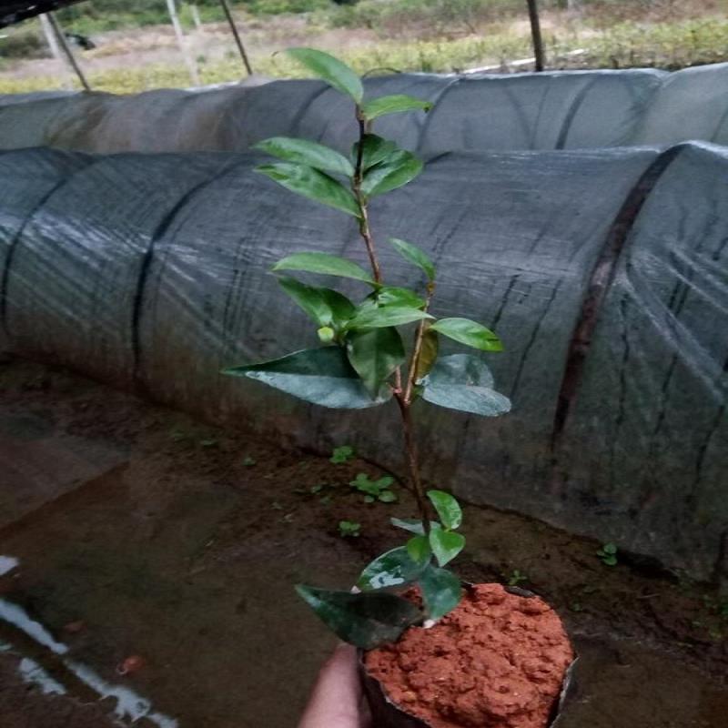 防城金花茶食用观赏花木_茶族皇后金花茶苗  茶族皇后金花茶盆  供应金花茶盆景