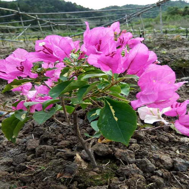 五宝变色龙三角梅花海_香港丽人冰激凌三角  三角梅盆景  比芭百变红樱三角