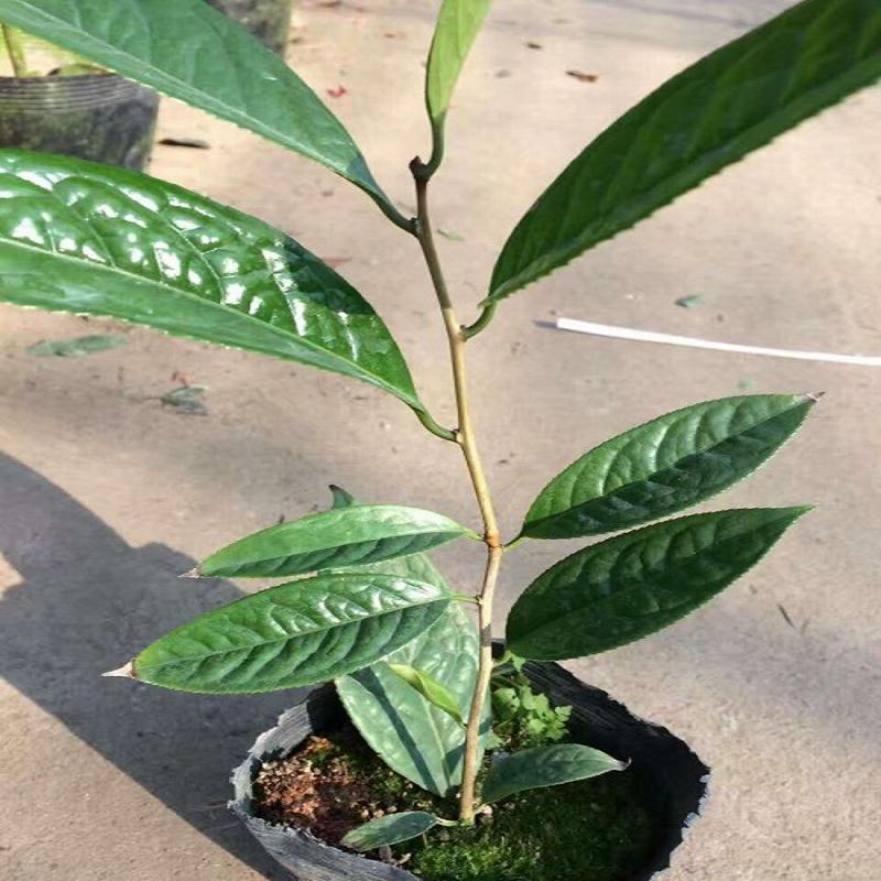 四季金花茶 防城金花茶苗木  防城金花茶盆景  金花茶苗木采购  供应金花茶食用观
