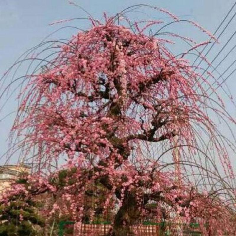 锦红垂枝梅/锦红垂枝梅盆栽/锦红垂枝梅盆  锦红垂枝梅盆景