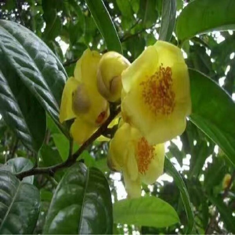 四季金花茶盆景_金花茶_金花茶盆栽  供应金花茶苗木