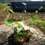 锦屏藤采购-锦屏藤供应商-一帘幽梦锦屏藤