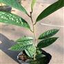 金花茶盆景-四季金花茶苗木-四季金花茶盆
