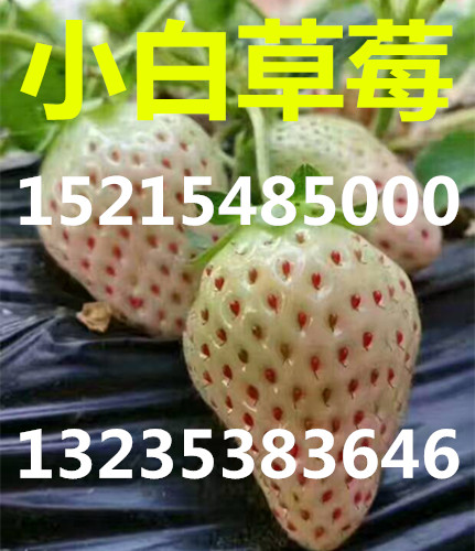童子一号草莓苗供应信息
