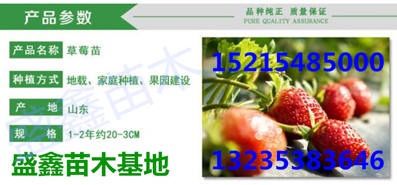 童子一号草莓苗供应信息