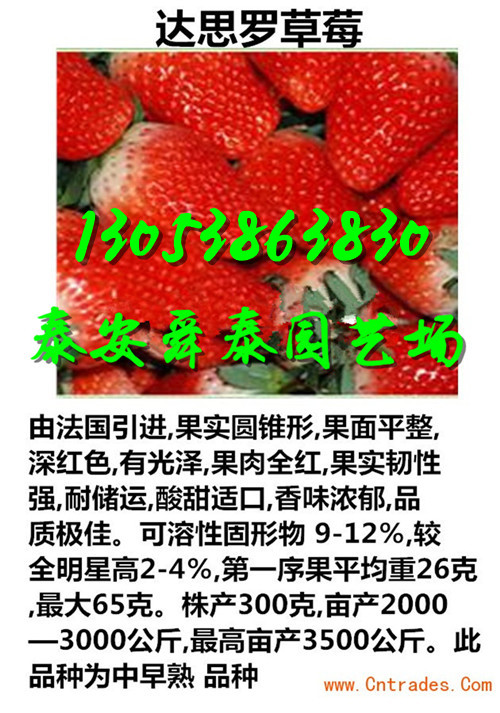 许昌哪里才有红颜草莓苗批发