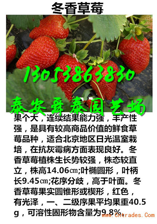 秦皇岛哪里才有卡姆罗莎草莓苗我想买