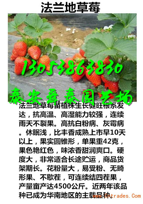 抚顺哪有美十三草莓苗我想买
