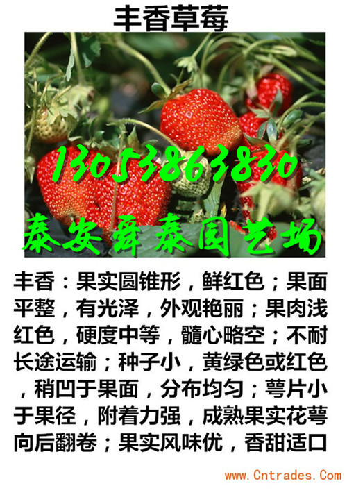安顺哪里鬼怒甘草莓苗多少钱能买到