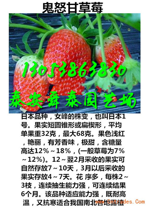 塔城哪里童子一号草莓苗露天栽多少株