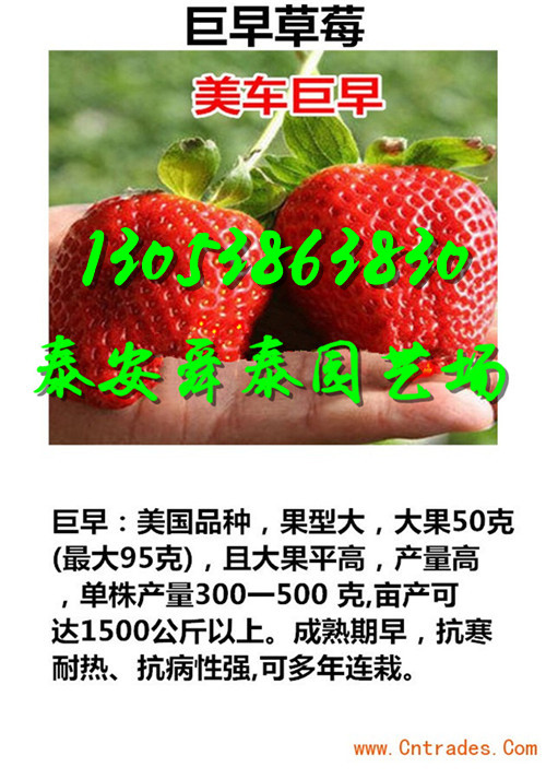 嘉峪关哪里美十三草莓苗基地