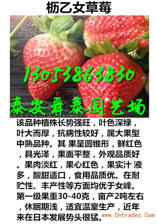 秦皇岛哪里才有卡姆罗莎草莓苗我想买