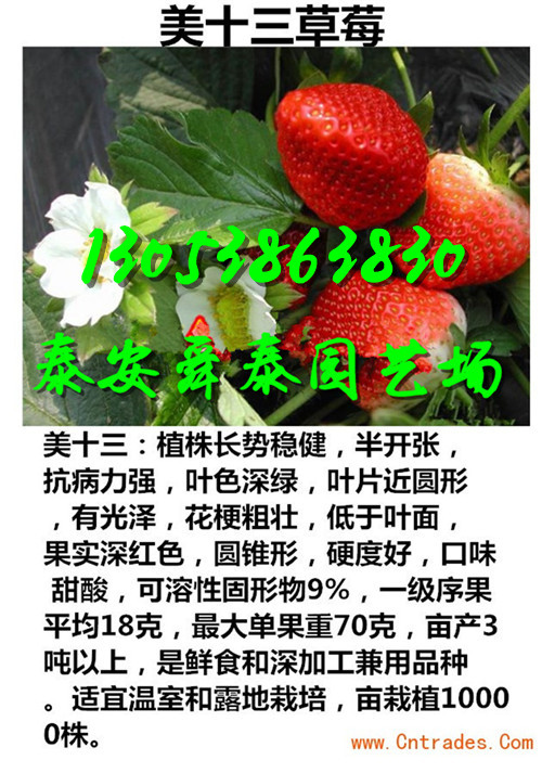 庆阳哪里才有香莓一号草莓苗价格走势