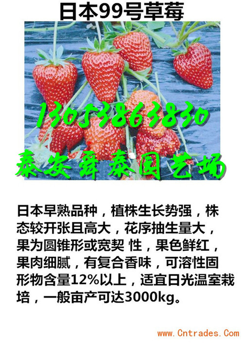 嘉峪关哪里美十三草莓苗基地