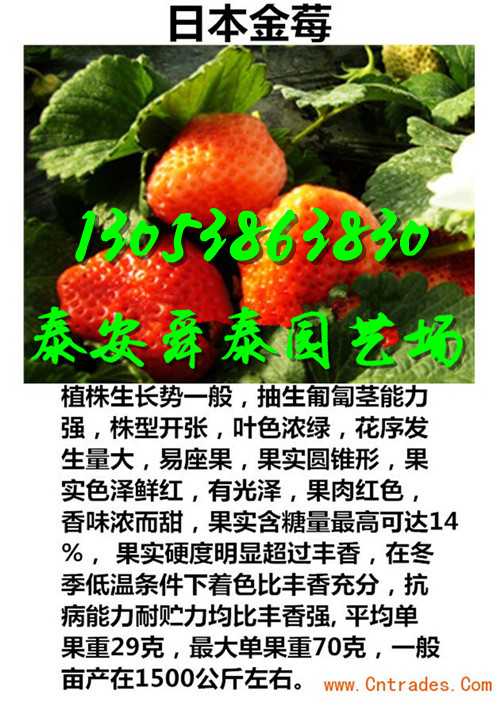晋城哪里才有太空2008草莓苗品种