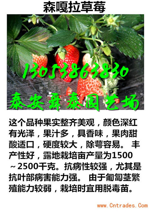 嘉峪关哪里美十三草莓苗基地