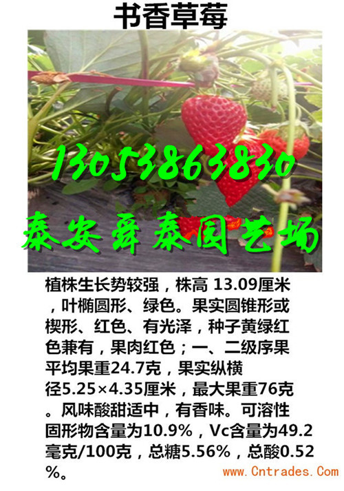 中卫哪里天仙醉草莓苗联系电话