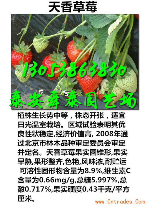 金昌哪里香莓一号草莓苗基地