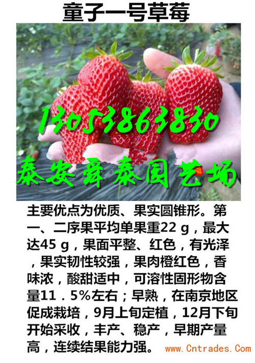 金华哪里太空2008草莓苗育苗基地