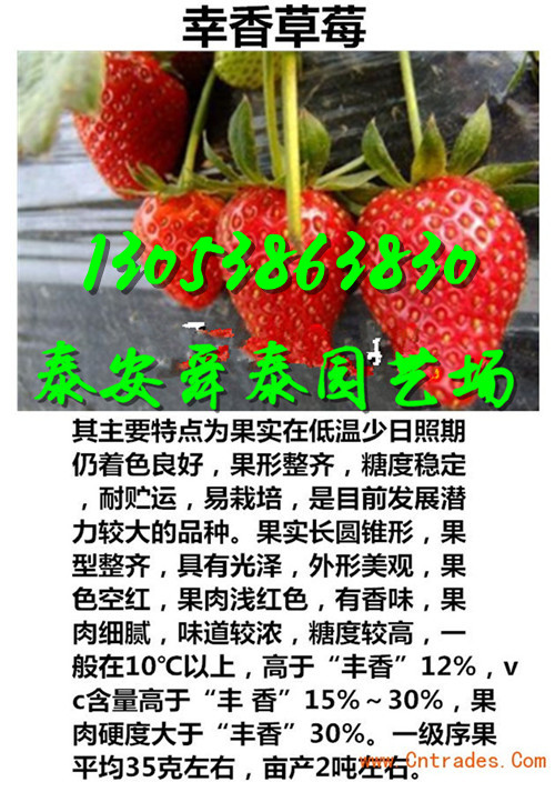 深圳哪里才有甜宝草莓苗行情
