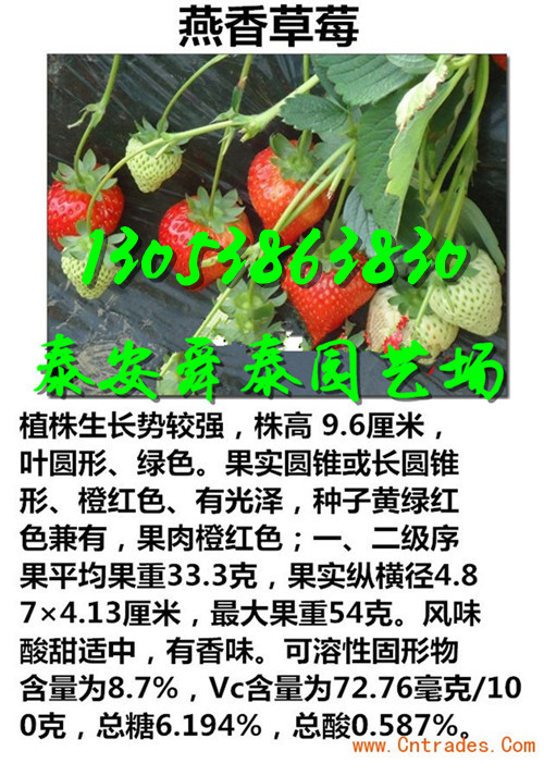 汉中哪有全明星草莓苗供货厂家