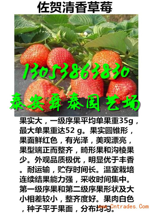滨州哪里才有京郊小白草莓苗直销