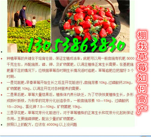 抚顺哪有美十三草莓苗我想买