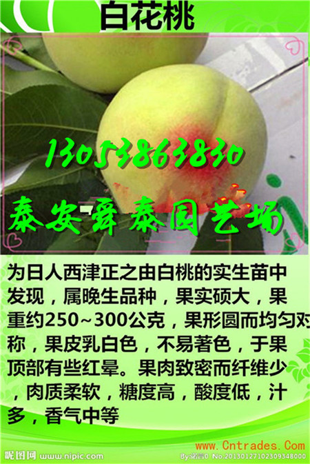 山西很晚熟的桃树苗育苗基地