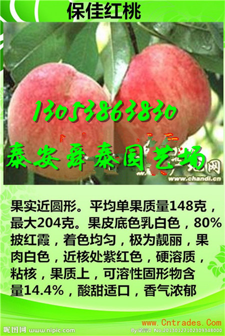 焦作哪里有巨红蜜桃树苗主产区价格