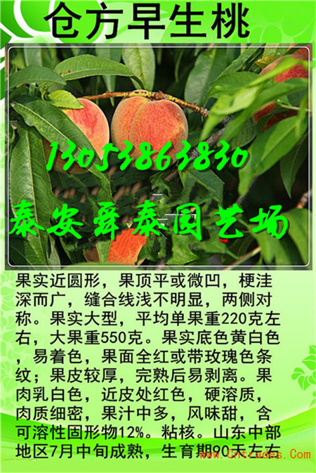 铜陵很晚熟的桃树苗批发