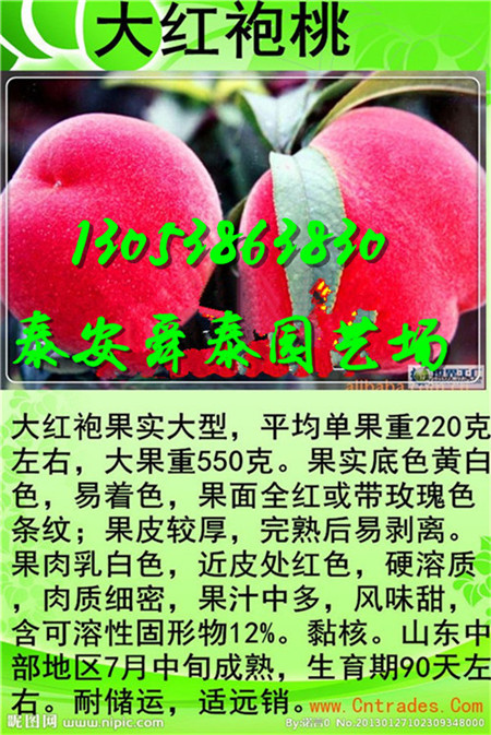 南充出售超早红蜜桃树苗去哪买
