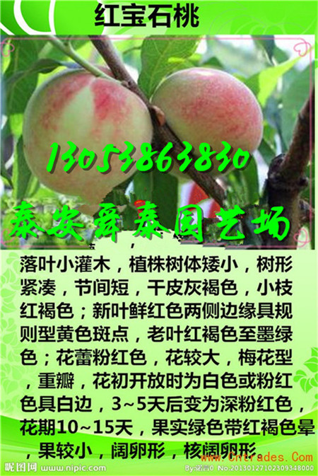 铜陵很晚熟的桃树苗批发
