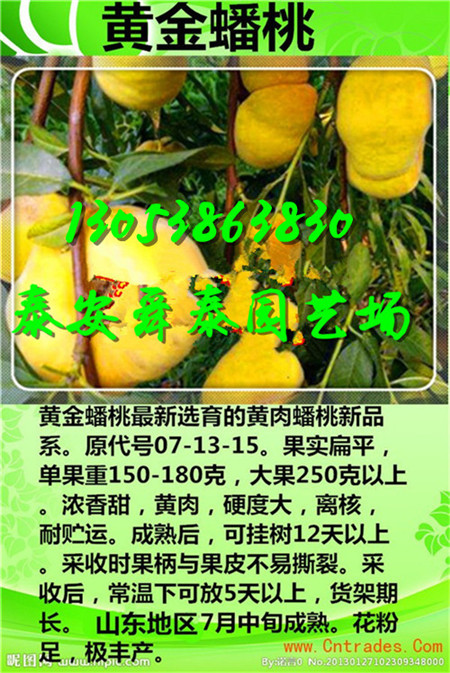 南充出售超早红蜜桃树苗去哪买