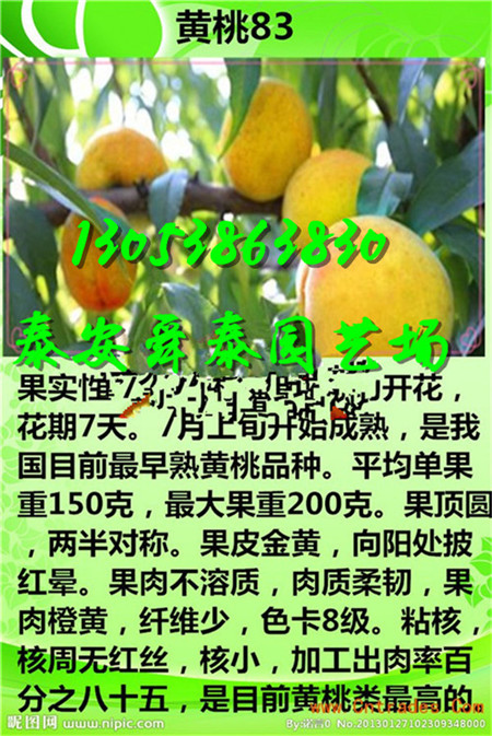 山西很晚熟的桃树苗育苗基地
