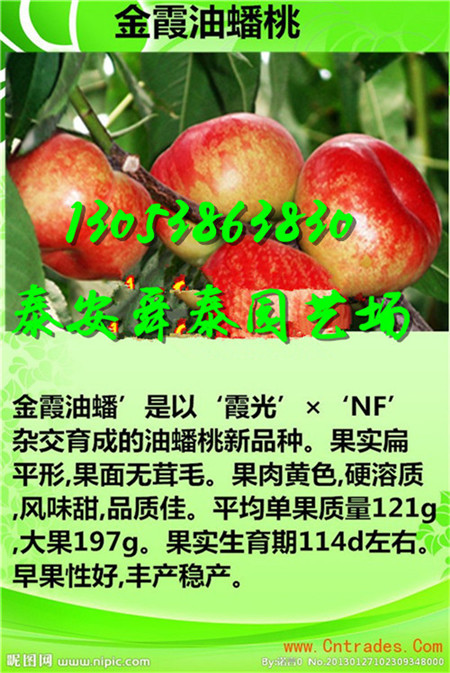 山西很晚熟的桃树苗育苗基地