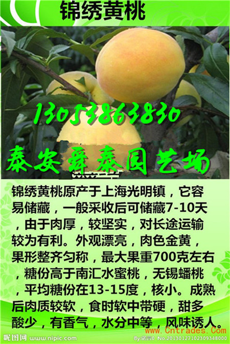 南充出售超早红蜜桃树苗去哪买