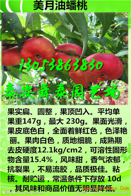 山西很晚熟的桃树苗育苗基地