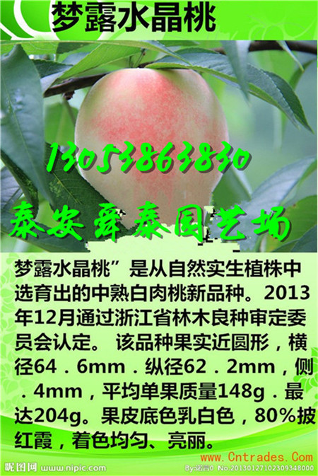 铜陵很晚熟的桃树苗批发