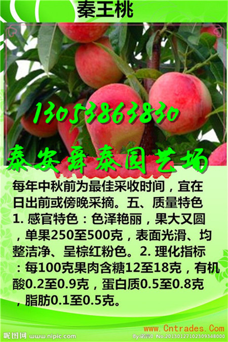 山西很晚熟的桃树苗育苗基地