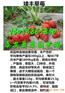 三门峡哪里才有红颜草莓苗基地价格