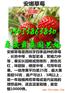 抚顺哪有美十三草莓苗我想买