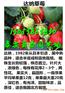 新余哪有红颜草莓苗哪里有基地