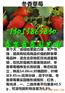 商丘哪里才有丰香草莓苗哪里有