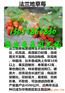 汉中哪有全明星草莓苗供货厂家