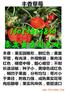乌海哪里才有童子一号草莓苗露天栽多少株