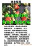 深圳哪里才有甜宝草莓苗行情