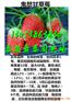 吉安哪有京郊小白草莓苗价格多少钱