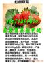 无锡哪有草莓苗正规出售